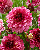 Dahlia Muchacha