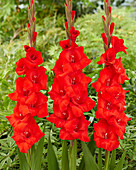 Gladiole (Gladiolus) 'Toscane'