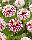 Dahlia JV10 Daan