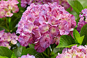 Hortensie (Hydrangea) 'R.C. Ribbon Blue'