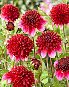 Dahlia Anemoon paars