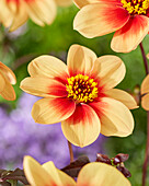 Dahlia Sunshine