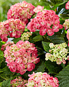 Hydrangea R.C. Rosie Pink