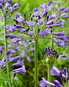 Agapanthus Vall?e de la Loire