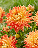 Dahlia Hapet Bonfire