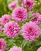 Dahlia Sweetsiss Jullie