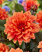 Dahlia Trucella