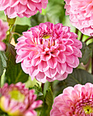 Dahlie (Dahlia) 'Veerle'