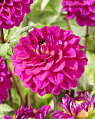 Dahlia Purple Jill