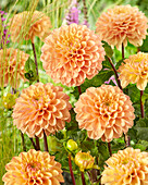 Dahlie (Dahlia) 'Yellow Don'