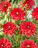 Dahlia Deutschland