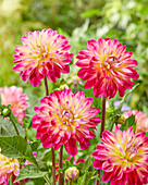 Dahlie (Dahlia) 'Double Shine'