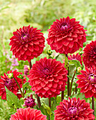 Dahlia Red Mylene