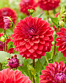 Dahlia Red Mylene