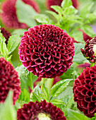 Dahlia Jowey Mirella