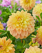 Dahlia Hapet Spartaan