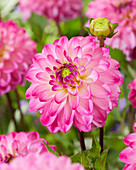 Dahlia Passionata