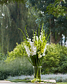 Gladiolen (Gladiolus), Grün-Weiße Mischung
