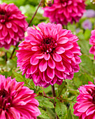 Dahlia Purple World