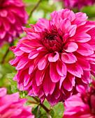 Dahlia Purple World