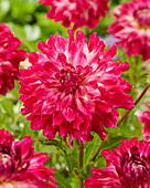 Dahlia Cloudnine