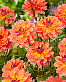 Dahlia Firepot