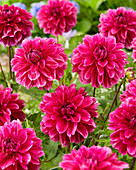 Dahlie (Dahlia) 'Cantiflora'