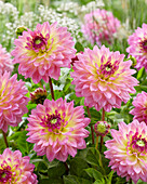 Dahlia Jowey Gipsy