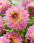 Dahlia Jowey Gipsy