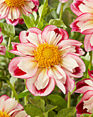 Dahlia Bumble Rumble