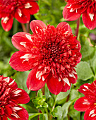 Dahlia PK 20.1