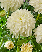 Dahlia PK 20.2