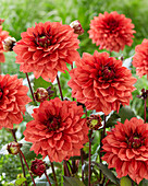 Dahlia Danique