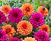 Dahlia Marcel Dassault, Trucella