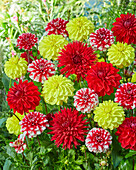 Dahlia mixed