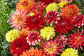 Dahlia mix