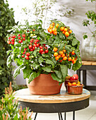 Tomate (Solanum lycopersicum) Heartbreakers™ F1 'Dora Orange', 'Dora Rot'