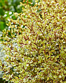 Schopfmyrthe (Lophomyrtus × ralphii) 'Golden Dragon'