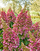 Rispenhortensie (Hydrangea paniculata) 'Candlelight'