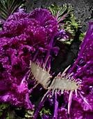 Zierkohl (Brassica) 'Rainbow Candy Crush', essbarer Zierkohl