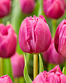 Tulpe (Tulipa) 'Double Prince'