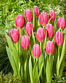 Tulipa Ivanka