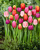 Tulipa colourful mix