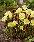 Narcissus Julia Jane, Crocus Queen Bee