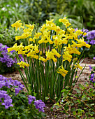 Narzisse (Narcissus) 'Little Emma'