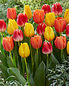 Tulpe (Tulipa) 'Golden Ticket', 'Time Out', 'With Love'