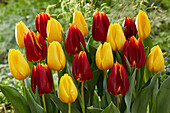 Tulipa Golden Ticket, Prestige