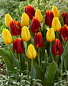 Tulpe (Tulipa) 'Golden Ticket, 'Prestige'