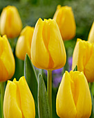 Tulpe (Tulipa) 'Golden Ticket'