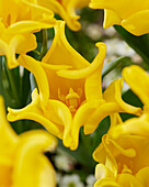 Tulipa Yellow Crown